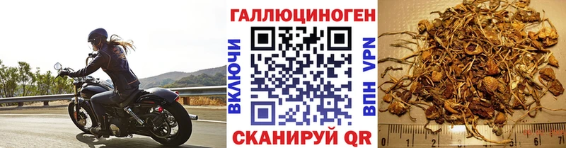 Купить закладки  Азнакаево  Галлюциногенные грибы Psilocybine cubensis 